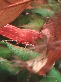 Caridine, gamberetti red