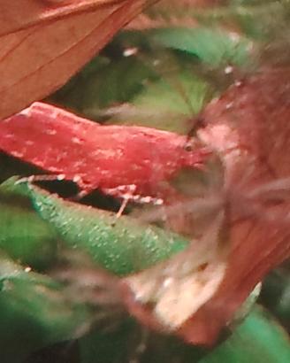 Caridine, gamberetti red