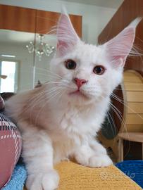 Maine Coon