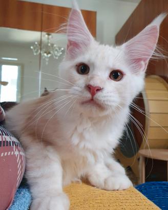 Maine Coon