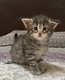 Cuccioli norvegesi delle foreste