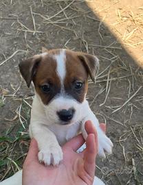 Jack Russell Cuccioli