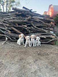 Cuccioli Segugio Istriano