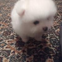 Cuccioli Volpino di Pomerania nano