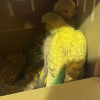 Cocorite giovani svezzate e pulli da imbecco