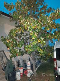 magnolia albero