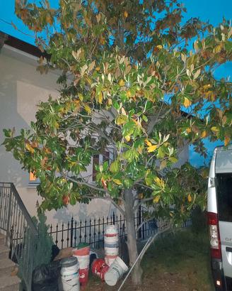 magnolia albero