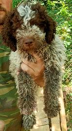 Lagotto romagnolo
