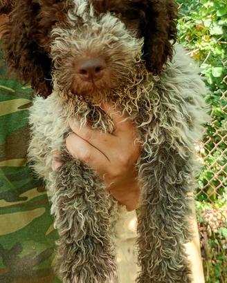 Lagotto romagnolo