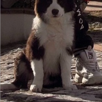 Border collie con pedigree enci