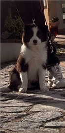 Border collie con pedigree enci