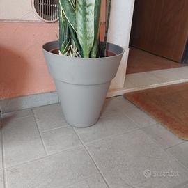 vaso plastica