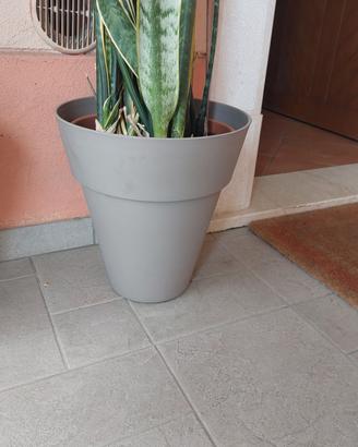 vaso plastica