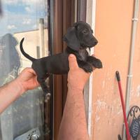 Cuccioli di bassotto total black