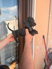 Cuccioli di bassotto total black