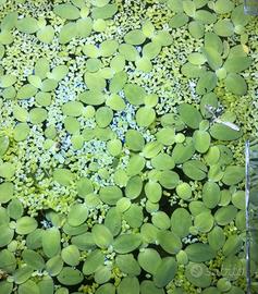 Pistia
