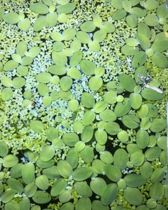 Pistia