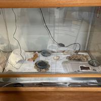 Terrario per rettili