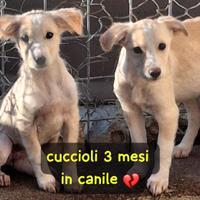 CUCCIOLI 3 MESI TAGLIA MEDIA Sono in canile