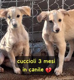 CUCCIOLI 3 MESI TAGLIA MEDIA Sono in canile