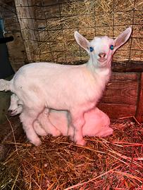 Capretti saanen originali