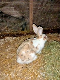 Conigli nostrani