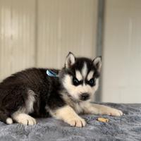 Siberian Husky con pedigree