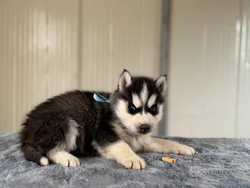 Siberian Husky con pedigree