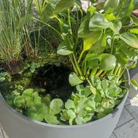 Piante facili per acquario e laghetto