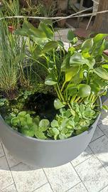 Piante facili per acquario e laghetto