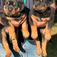 Rottweiler