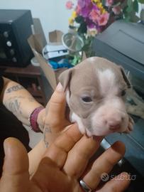 Cuccioli di Pitbull