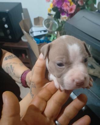 Ultimi 3 cuccioli di Pitbull disponibili