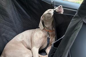 Coprisedile per cane per Tesla Model 3/Y/S