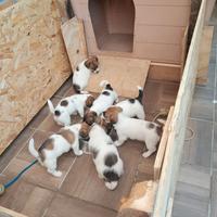Jack russell terrier