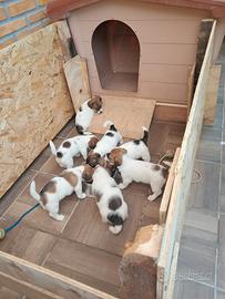 Jack russell terrier