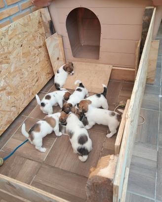 Jack russell terrier