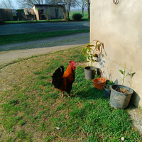 Gallo Marans