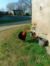 Gallo Marans