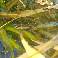 Macropodus opercularis