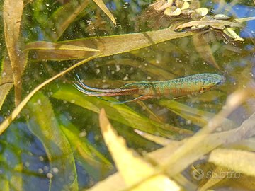 Macropodus opercularis