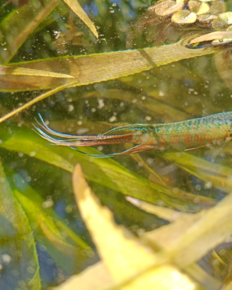 Macropodus opercularis