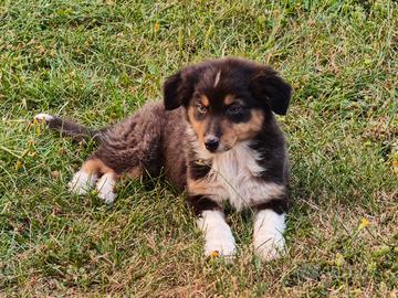 Cucciola australian shepherd femmina