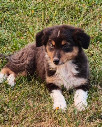 Cucciola australian shepherd femmina