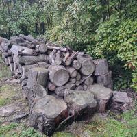 legna di cedro libanese 