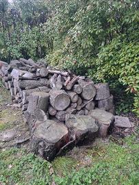 legna di cedro libanese 