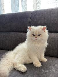 British Long hair per accoppiamento