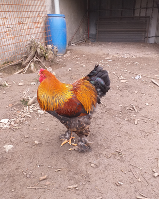 Brahma