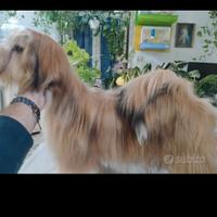 Cucciolone Lhasa Apso