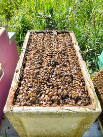 Sciami Api mellifera ligustica